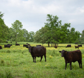 Future of the Grassfed Industry in US